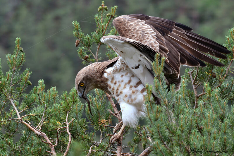 Short-toed Snake Eagle male adult, Reproduction-nesting