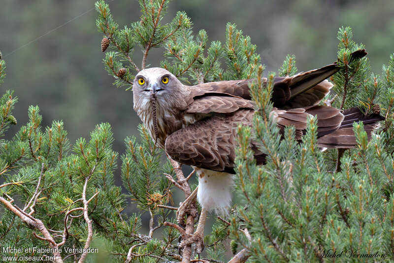 Short-toed Snake Eagle male adult, feeding habits, Reproduction-nesting