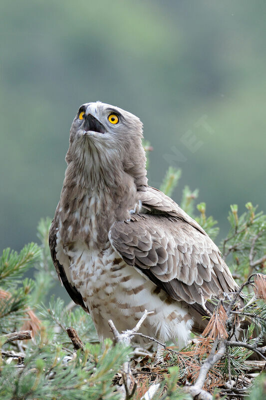 Short-toed Snake Eagle female adult