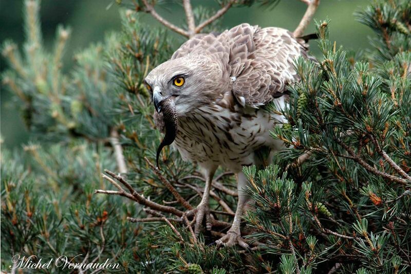 Short-toed Snake Eagle male adult