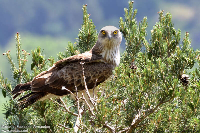 Short-toed Snake Eagle male adult, Behaviour