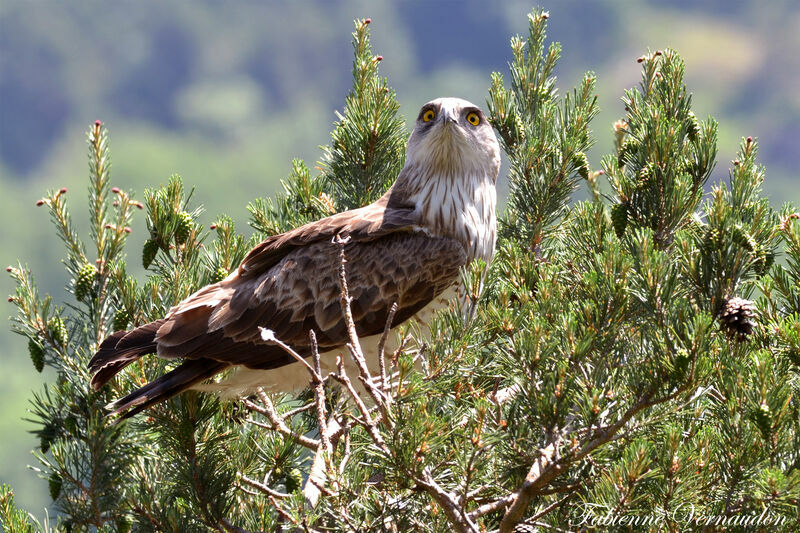 Short-toed Snake Eagle male adult