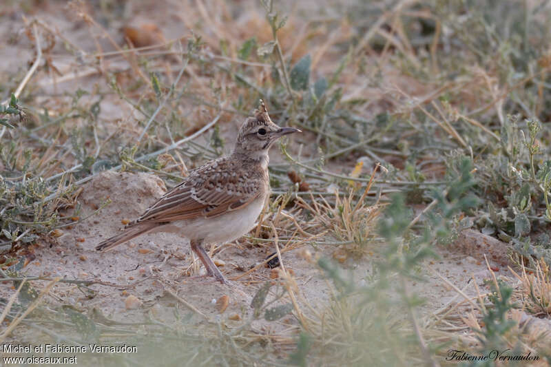 Cochevis huppéjuvénile, identification