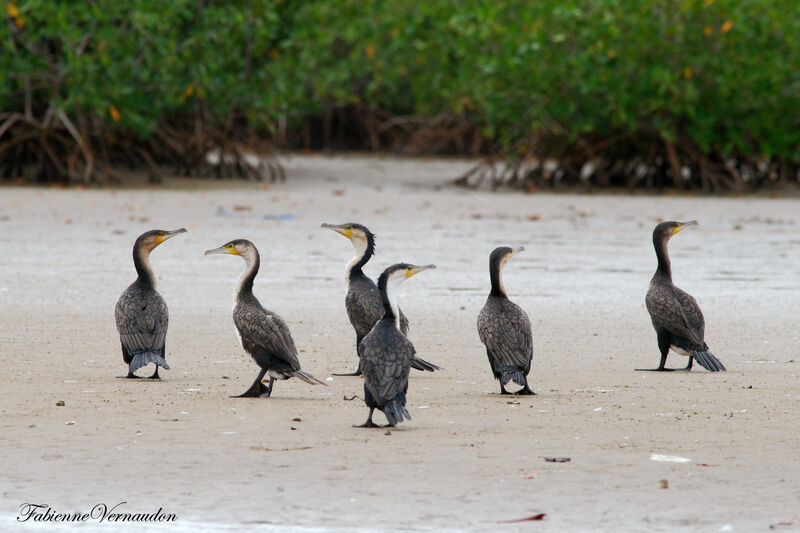 Cormoran à poitrine blanche