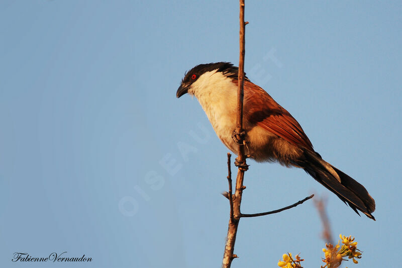 Coucal du Sénégal