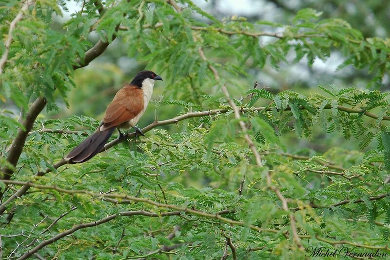 Coucal du Sénégal