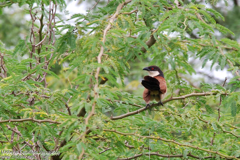 Senegal Coucaladult, habitat, pigmentation