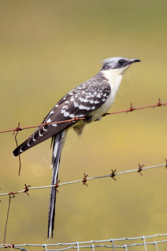 Great Spotted Cuckoo