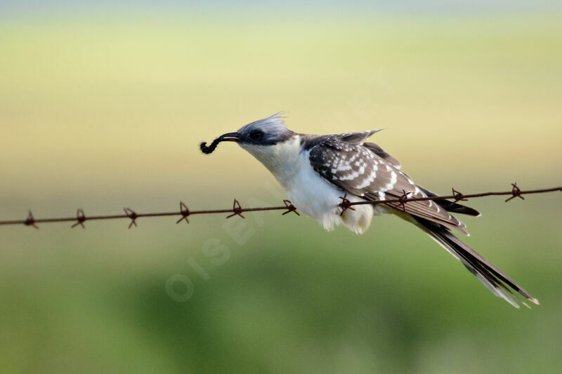 Great Spotted Cuckoo