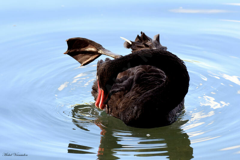 Cygne noir