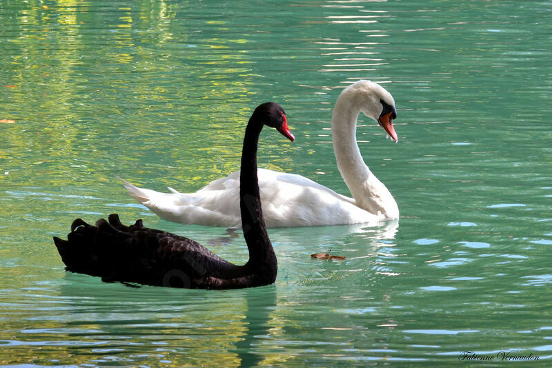 Cygne noir