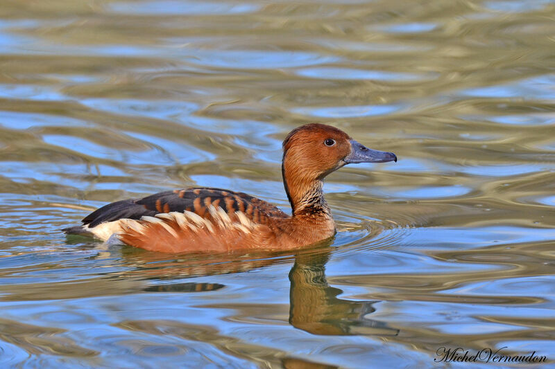 Fulvous Whistling Duckadult