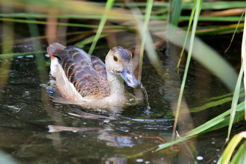 Dendrocygne siffleur