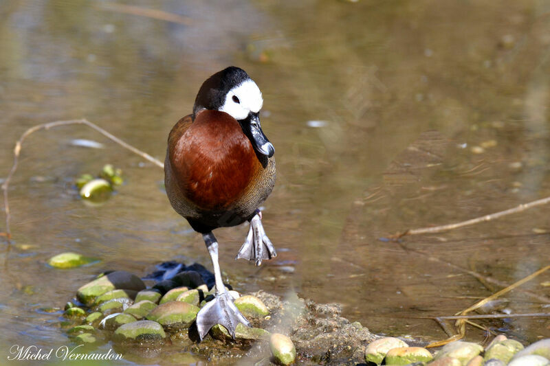 White-faced Whistling Duckadult