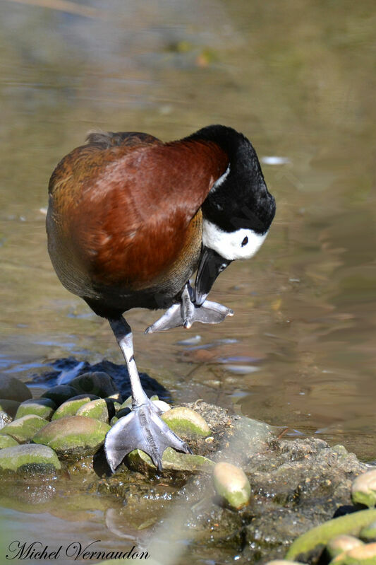 Dendrocygne veufadulte