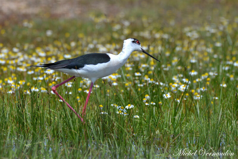 Black-winged Stiltadult