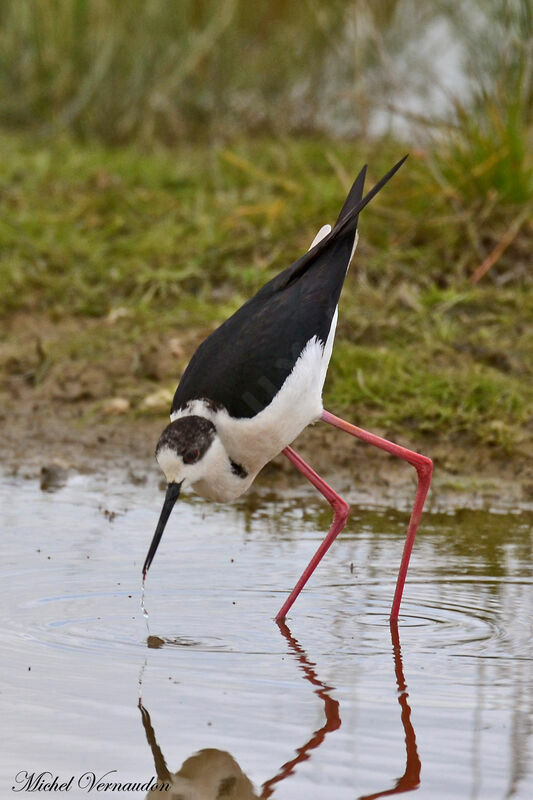 Échasse blancheadulte