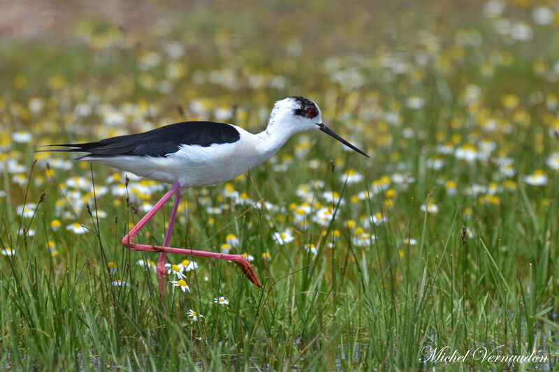 Black-winged Stiltadult