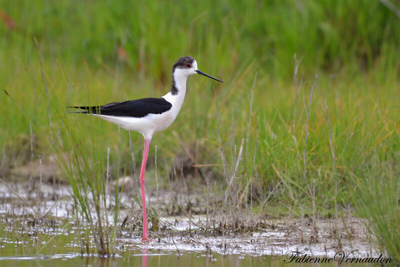 Black-winged Stiltadult