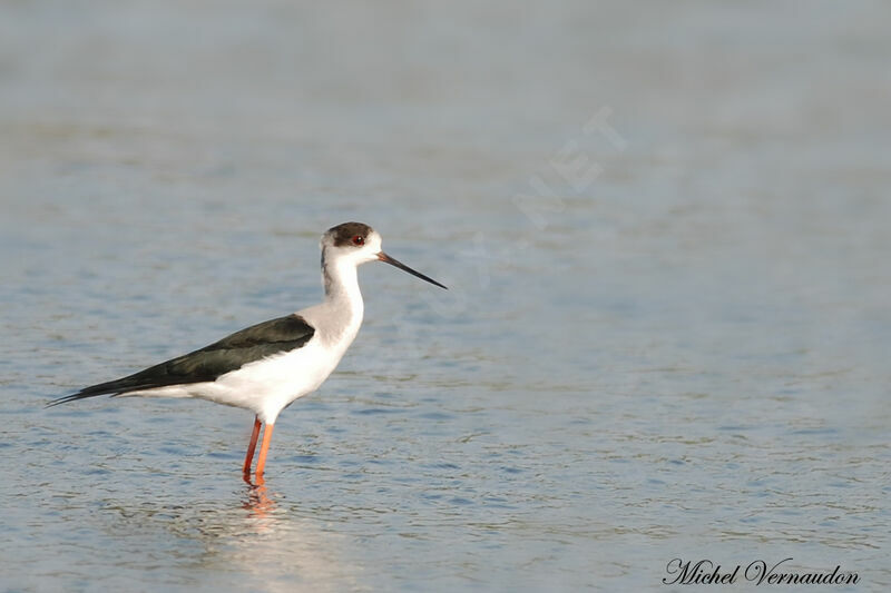 Black-winged Stiltadult