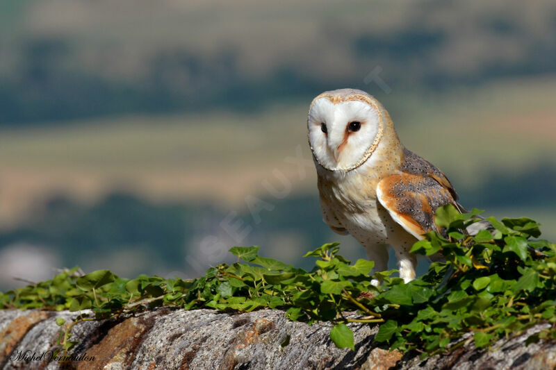 Western Barn Owl