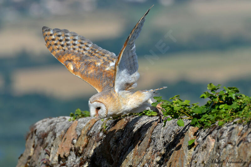 Western Barn Owl