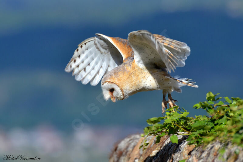 Western Barn Owl