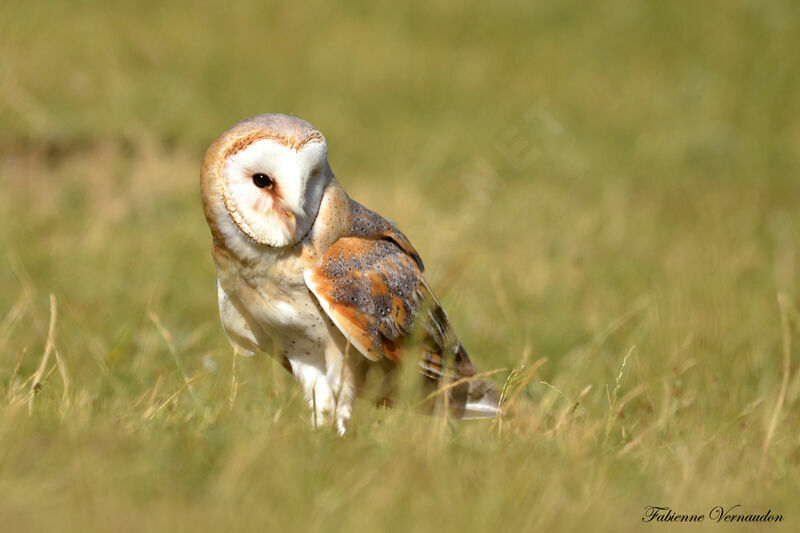 Western Barn Owl