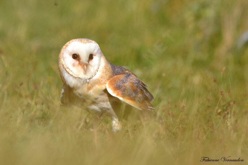 Western Barn Owl