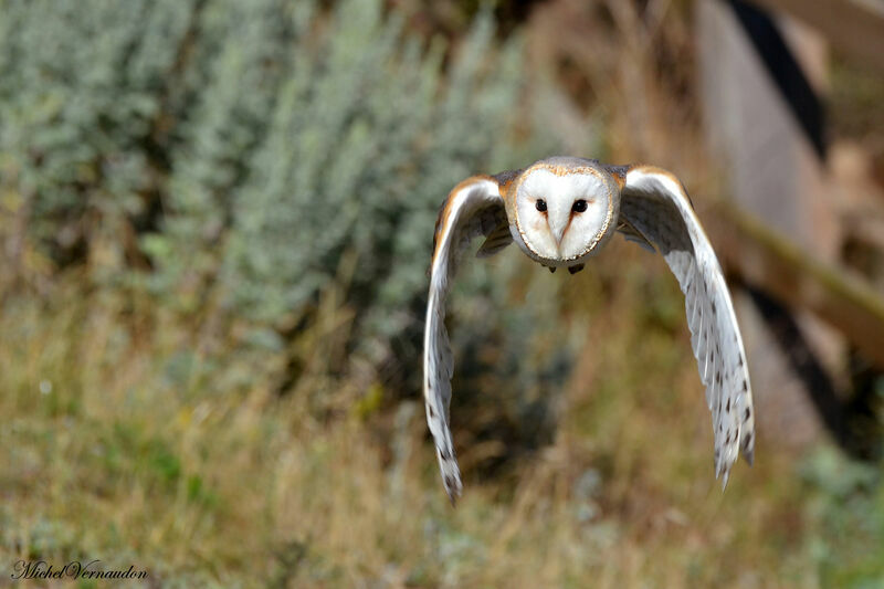 Western Barn Owl