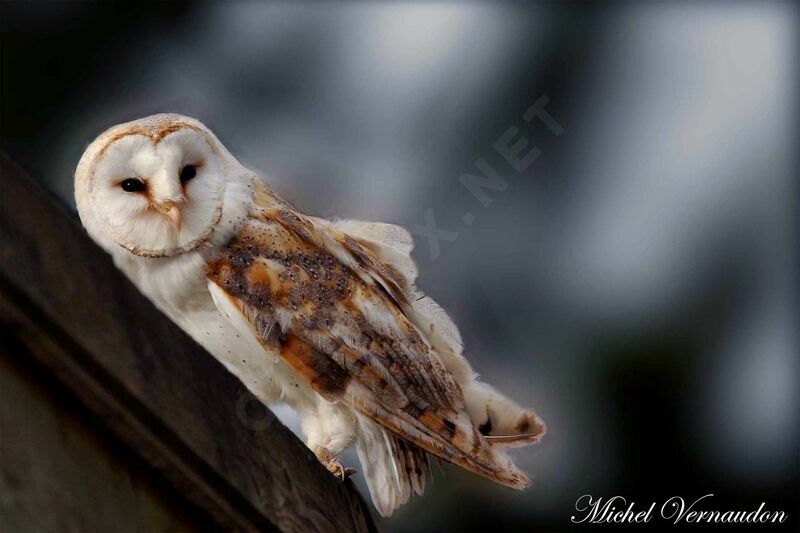 Western Barn Owl