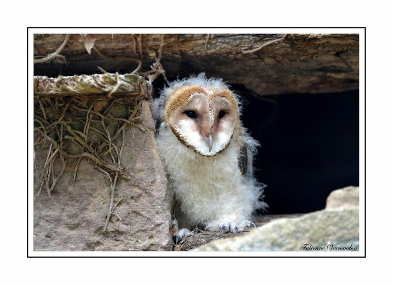 Western Barn Owl