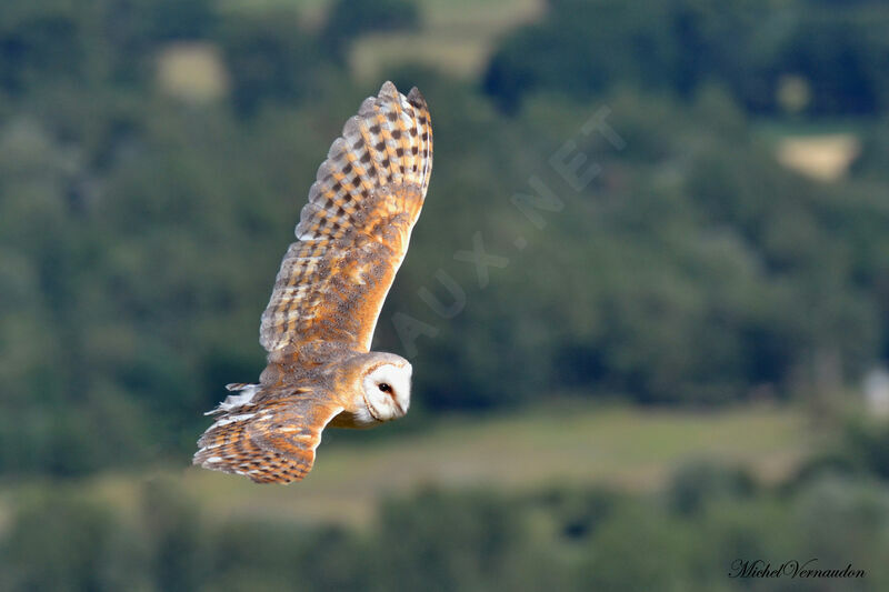 Western Barn Owl