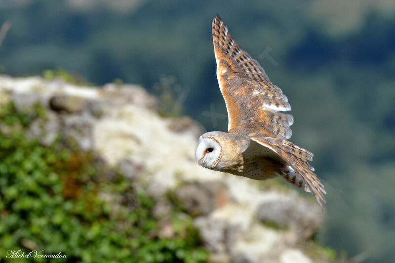 Western Barn Owl