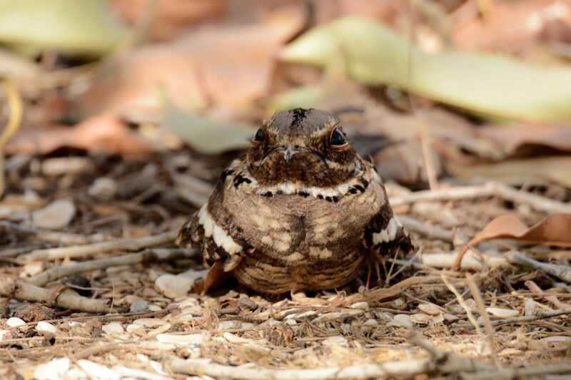 Long-tailed Nightjar