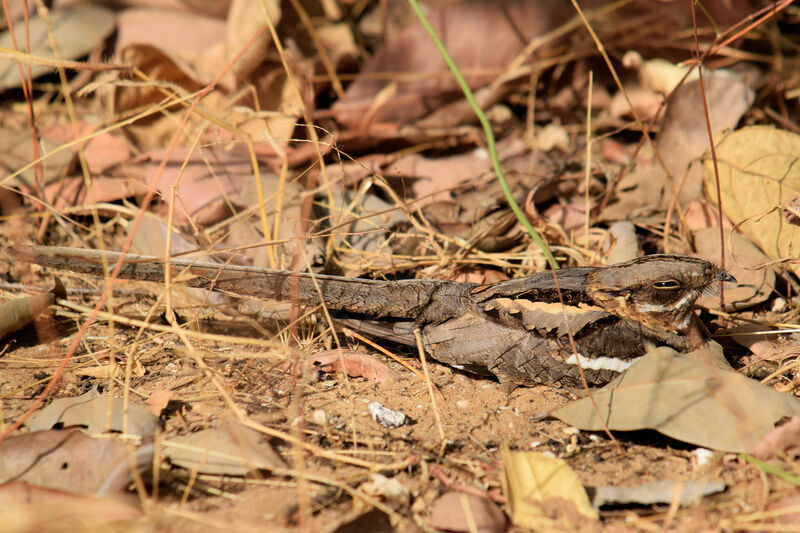 Long-tailed Nightjar