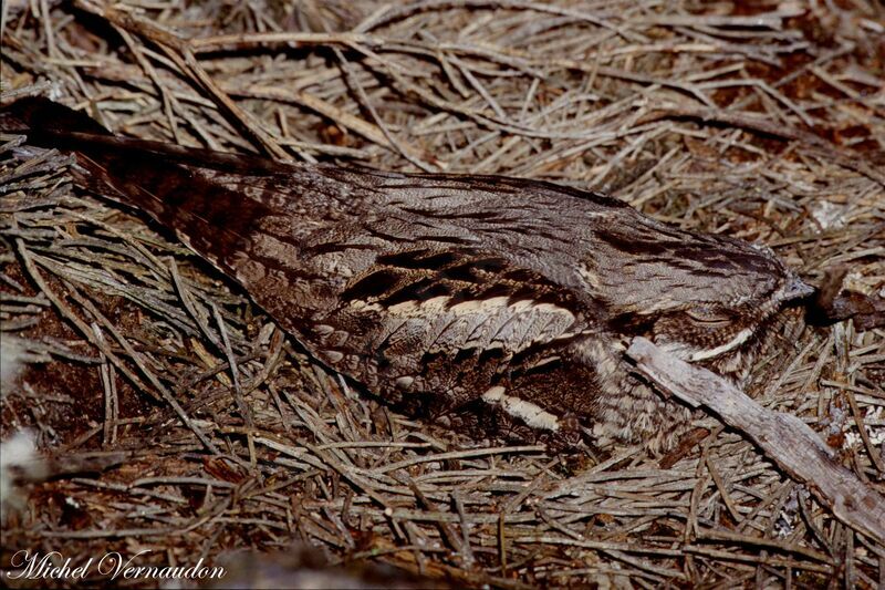 European Nightjar female adult, Reproduction-nesting