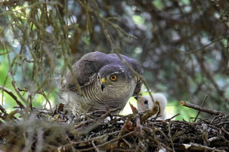 Eurasian Sparrowhawk female adult