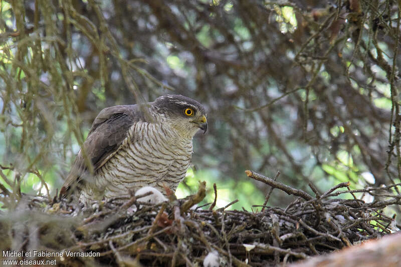 Eurasian Sparrowhawk female adult, close-up portrait