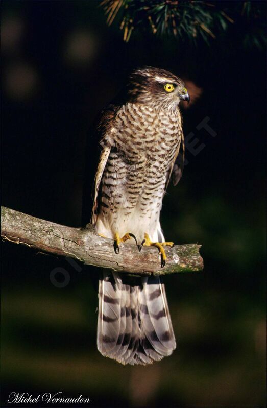 Eurasian Sparrowhawk