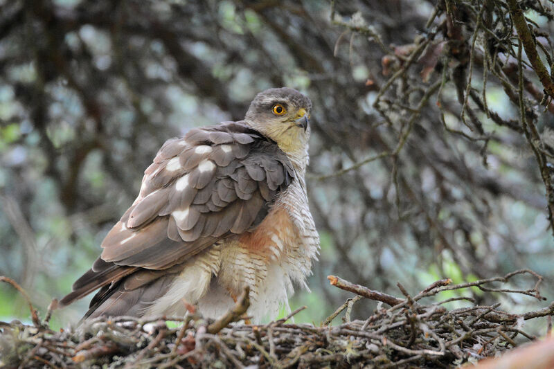 Eurasian Sparrowhawkadult