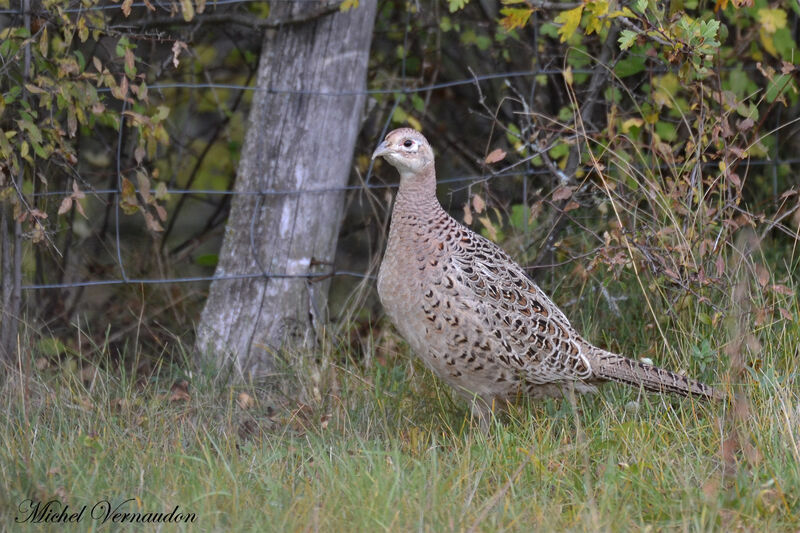 Common Pheasant female adult