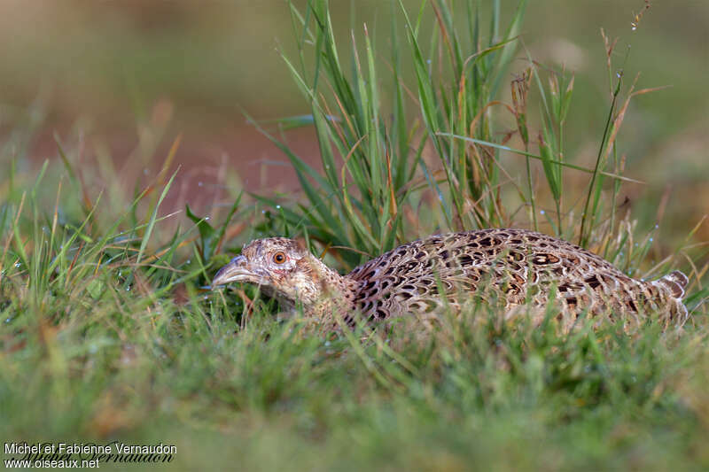 Common Pheasant female adult, Behaviour