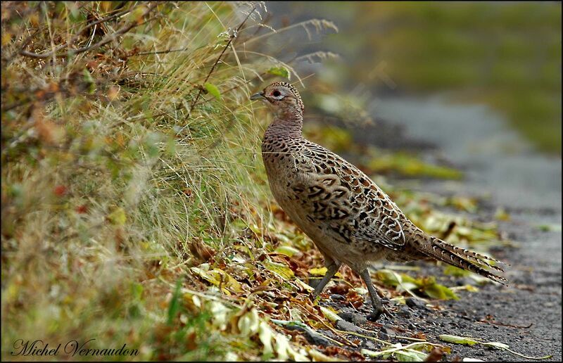 Common Pheasant female adult