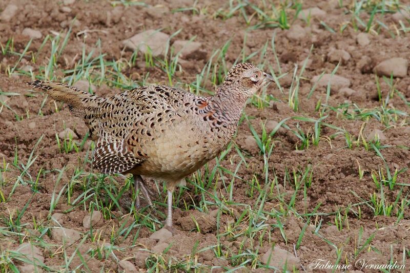 Common Pheasant female adult