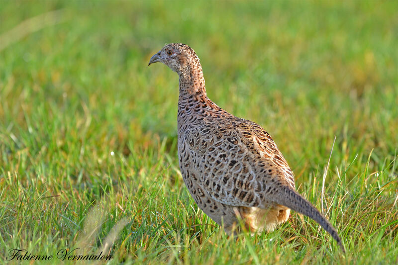 Common Pheasant female adult