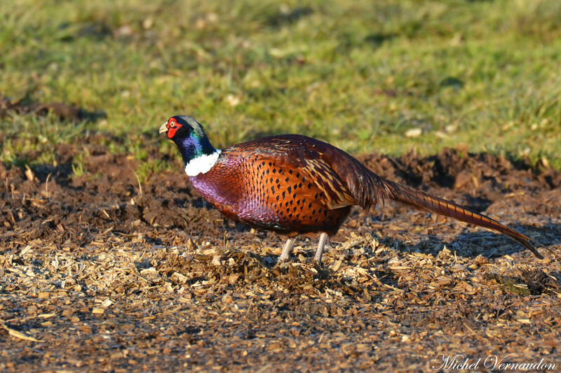 Common Pheasant male adult