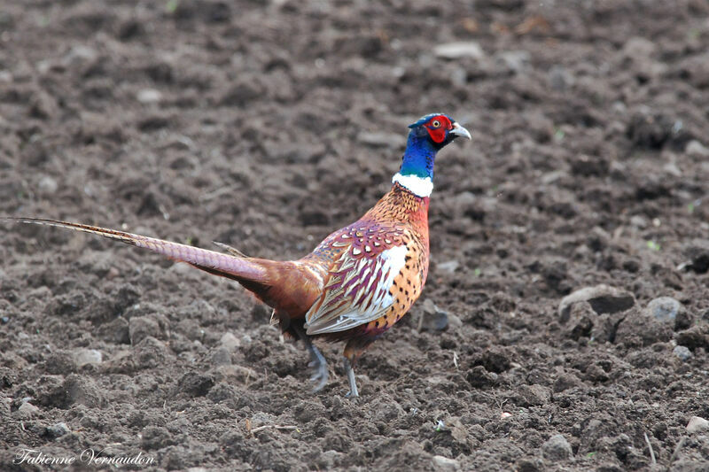 Common Pheasant male adult