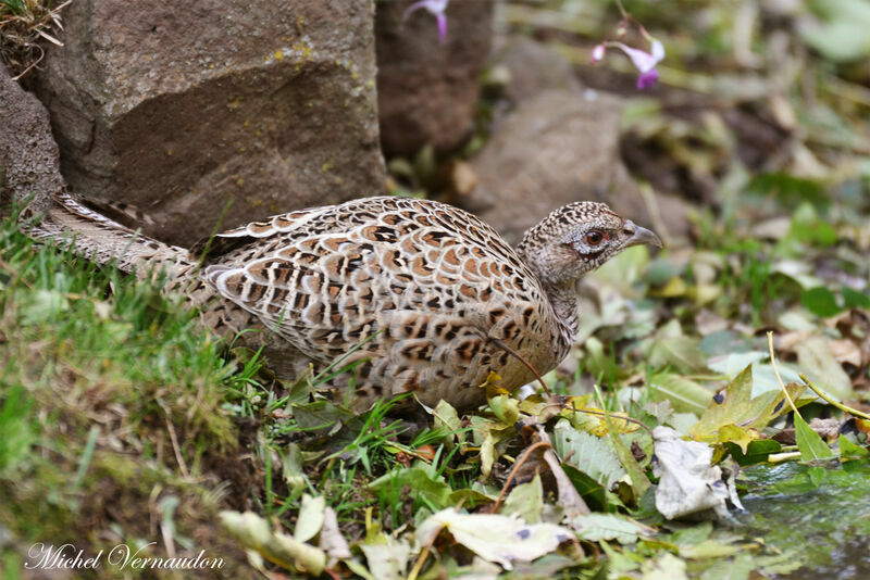 Common Pheasant female adult