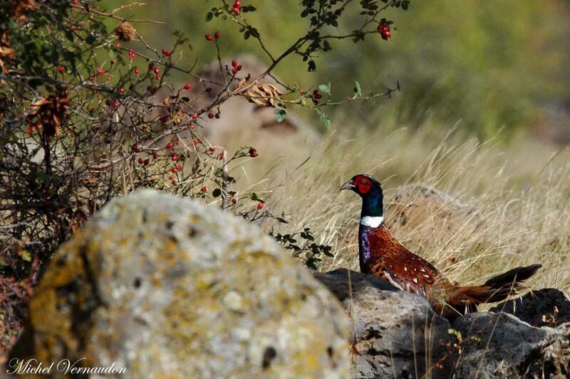 Common Pheasant male adult